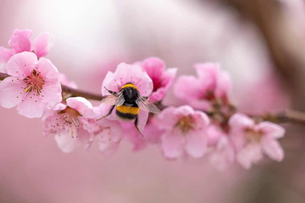 bee, peach blossoms, insect-7299967.jpg
