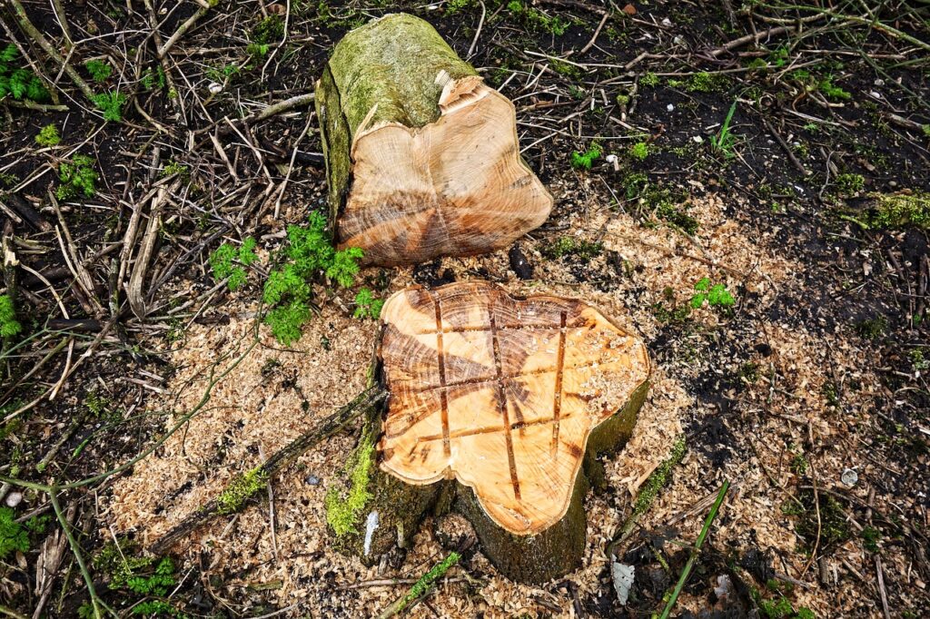 tree stump, stump, wood texture-3219805.jpg