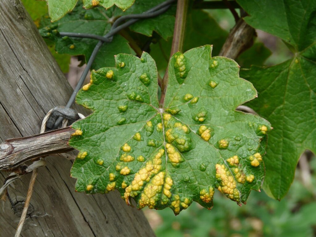 grape leaf, smallpox mite, infestation-56053.jpg