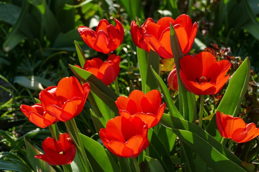 red tulips, in the sunlight, bright-3360729.jpg